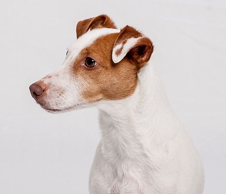 Dog's Portrait