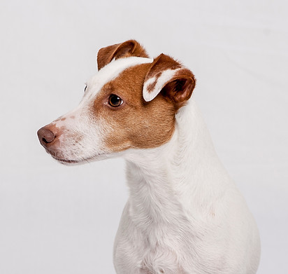 Hund Porträt  