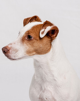 Hund Porträt von einem Jack Russel