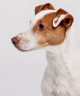 Retrato del perro