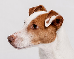 Dog's Portrait