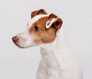 Retrato do cão