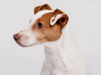Dog's Portrait