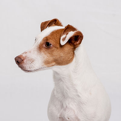 Dog's Portrait