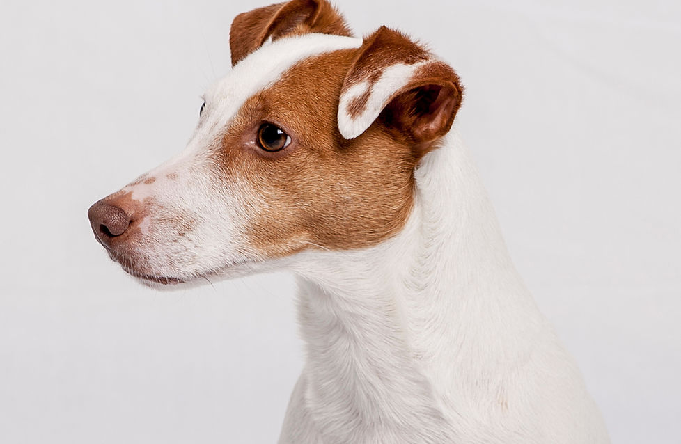 Portrait de chien