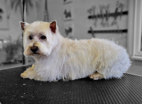 Yorkshire terrier lying down facing the camera