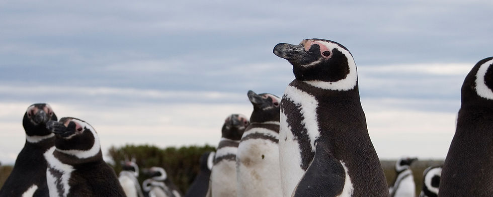 Magellanic Penguin