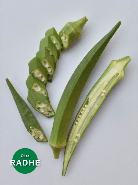 Okra RADHE