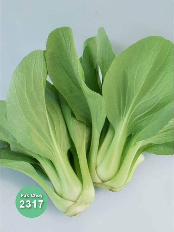 Bok Choy 2317