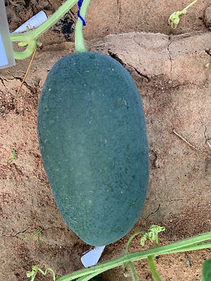 Watermelon Production 1.jpg