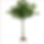 Money Tree