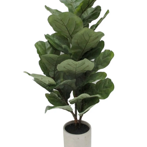 ivy plants indoors Hedera Helix English Ivy for Sale | Buy Houseplants Online