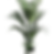 Areca Palm Tree