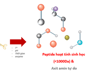 Tác động tích cực của peptide hoạt tính sinh học và tiềm năng thay thế bột cá trong thức ăn chăn nuô