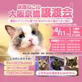 4月11日もふもふまみれの譲渡会！