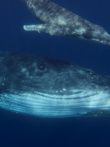 Screen Shot 2022-04-15 at 2.25.39 pm.png