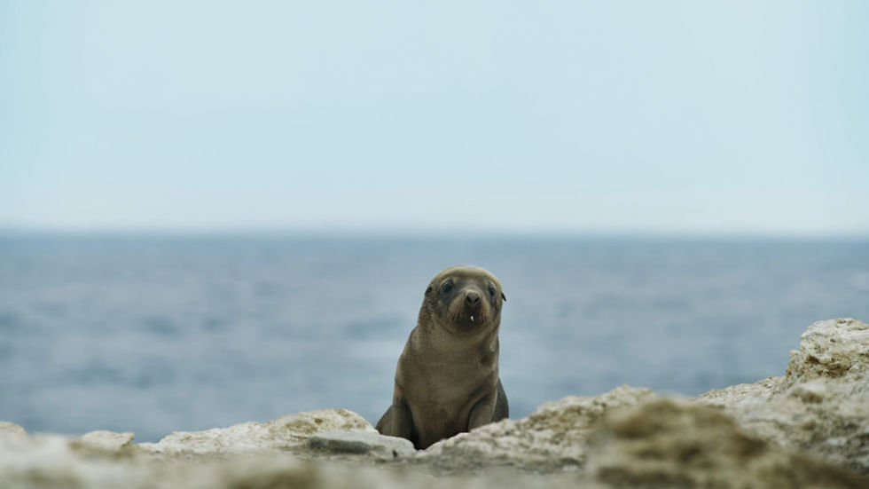SEA LIONS: LIFE BY A WHISKER