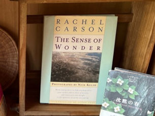 けとはれのあわい過ごし方読書の森