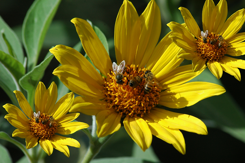 Yellow Flower