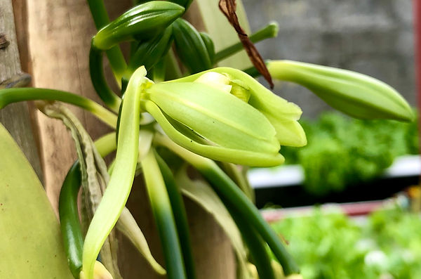Fleur de vanille de la plantation