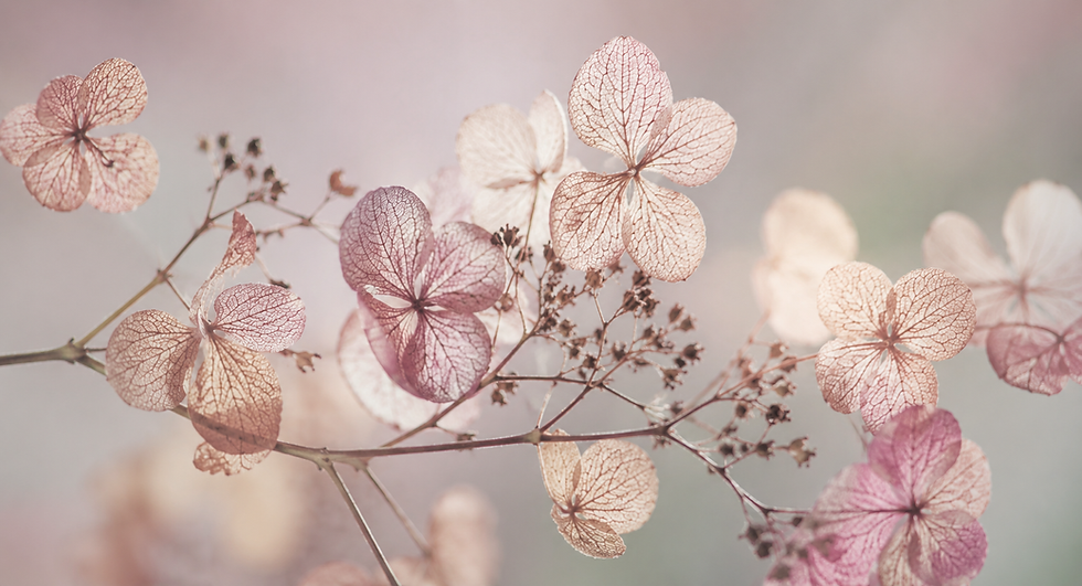 flowers about me.png