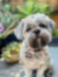 Our Dog Rowdy