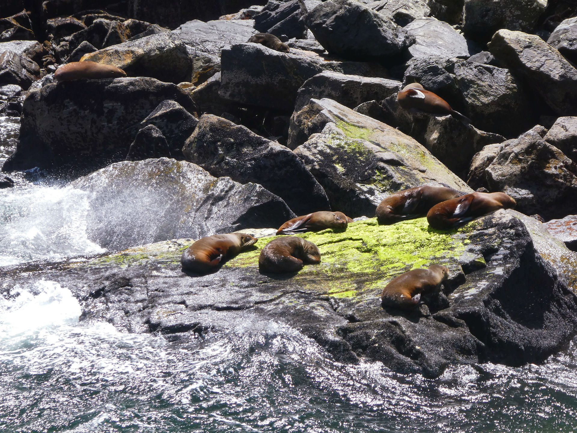 seal rock in milford sound, sleeping seals in milford sound, cute seals milford sound on seal rock