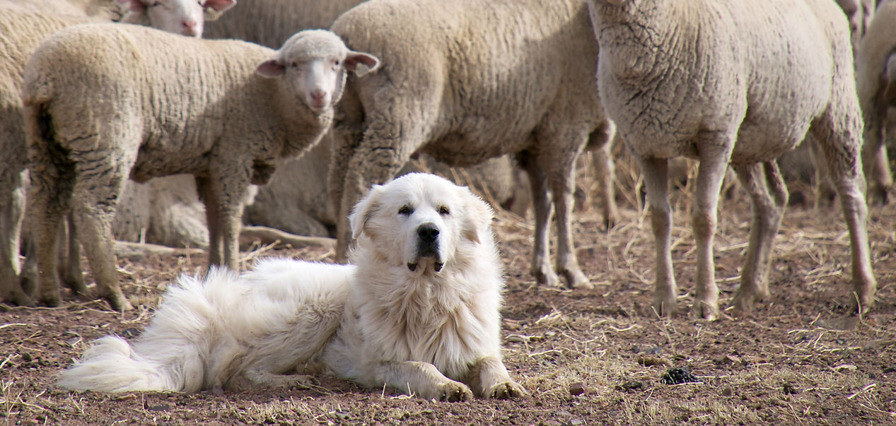 Great_Pyrenees_Sheep_Dog_Guarding_the_Flock_(5113678413).jpg
