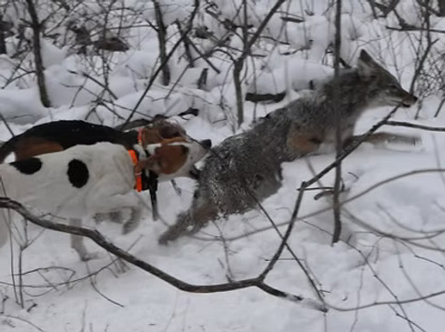 coyote hounding.jpeg