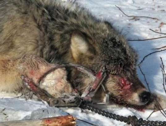 wolf-in-leghold-trap-390.jpg