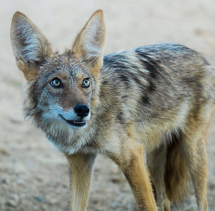 coyote.jpeg