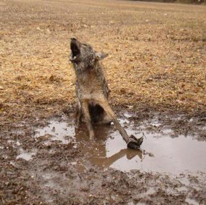 CoyoteTrapped.jpg