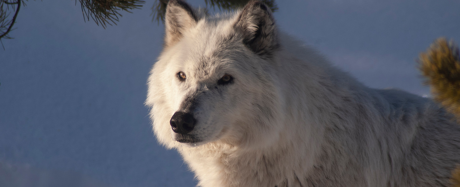Arctic_Wolf_at_the_Grizzly_&_Wolf_Discovery_Center.jpeg