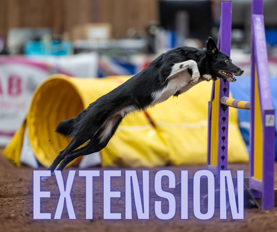 A border collie jumping over a jump in full extension