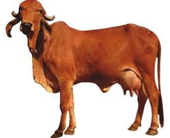 Red Sindhi.jpeg