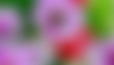 能力は生活の質を高めるのか、QOL（クオリティオブライフ）の追求の是非