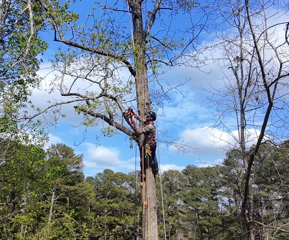 carlos climber .jpeg