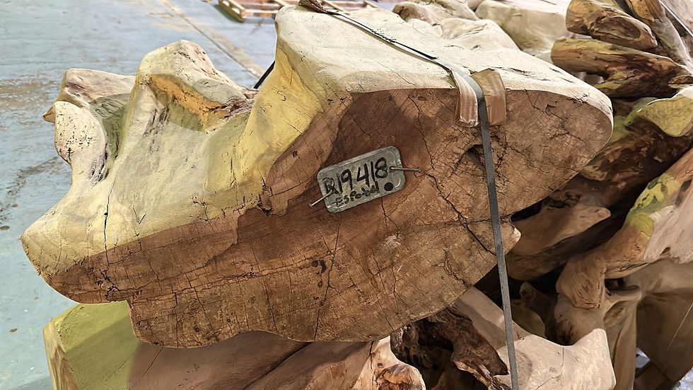 A TREE ROOT USE AS A COFFEE TABLE