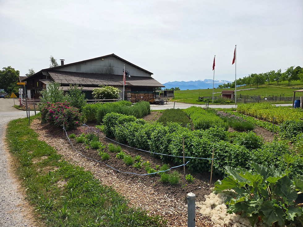 Kräutergarten