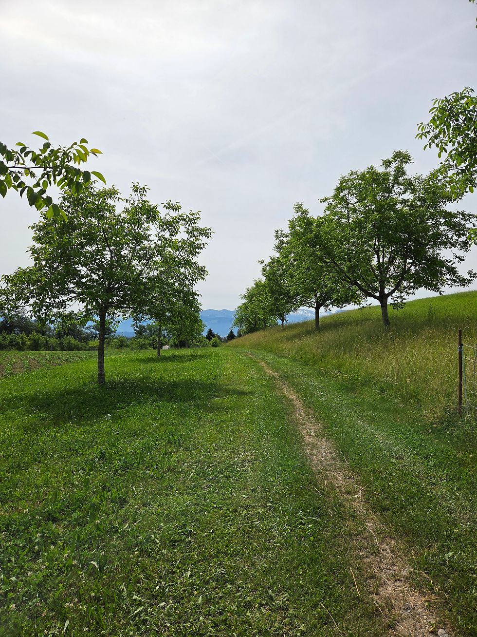 Nussbäume