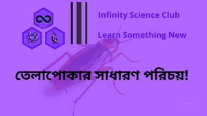 তেলাপোকার সাধারণ পরিচয় : পর্ব ১