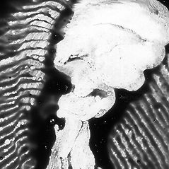 aldo caredda archives 2008 6.jpg