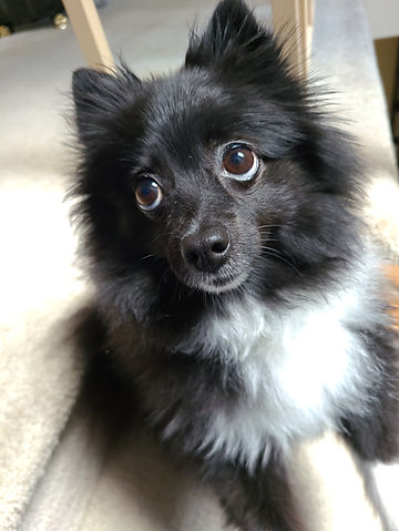 Mishka.jpg