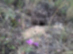 spotted knapweed