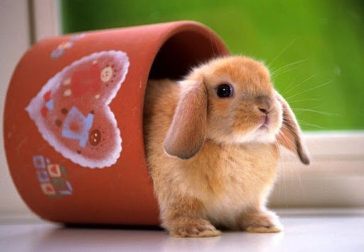 conejo en matero.jpg