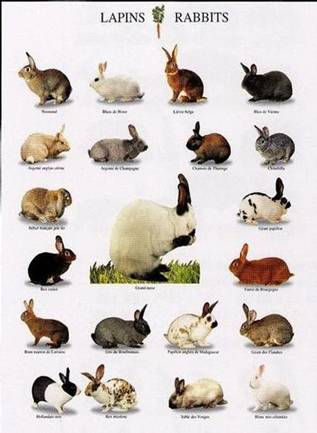 variedad-de-razas-de-conejos_cxybz.jpg