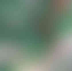 Multicolored lantana flowers—pink, red, yellow, and orange clusters blooming in an Arizona neighborhood garden during winter