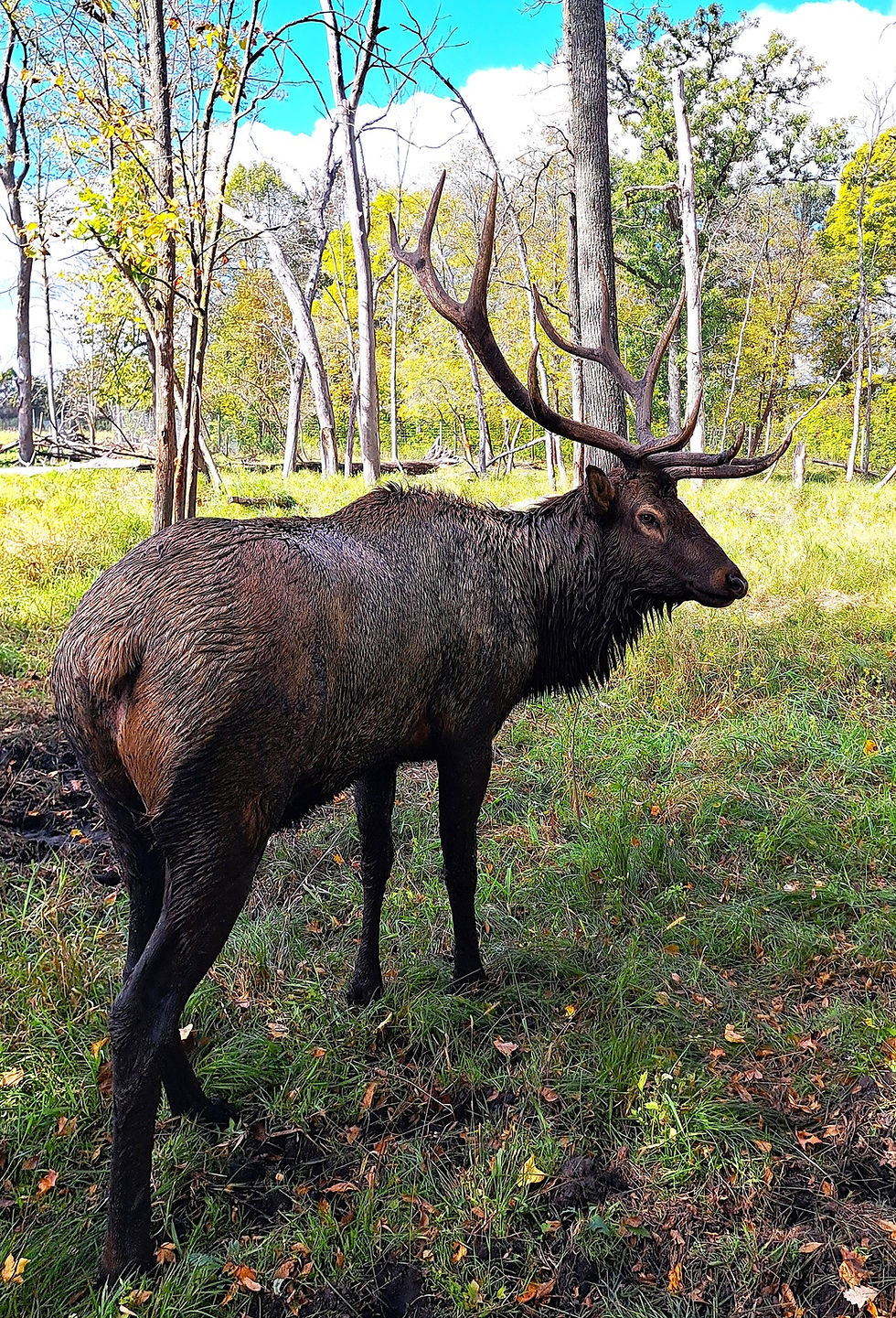 Wildlife Sanctuary Elk