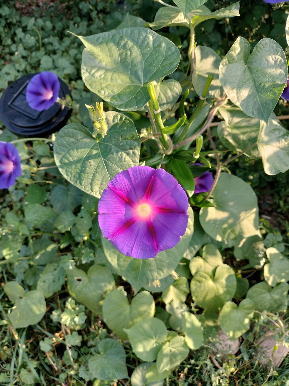 Nightfall in the Garden of Deep Time by Tracy Higley, a Book Review