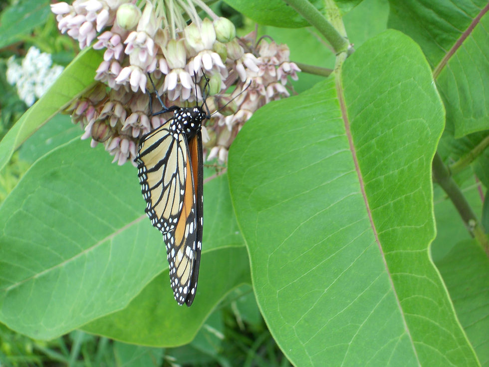 Monarch Butterfly photo by Tracy on Twilight Letters